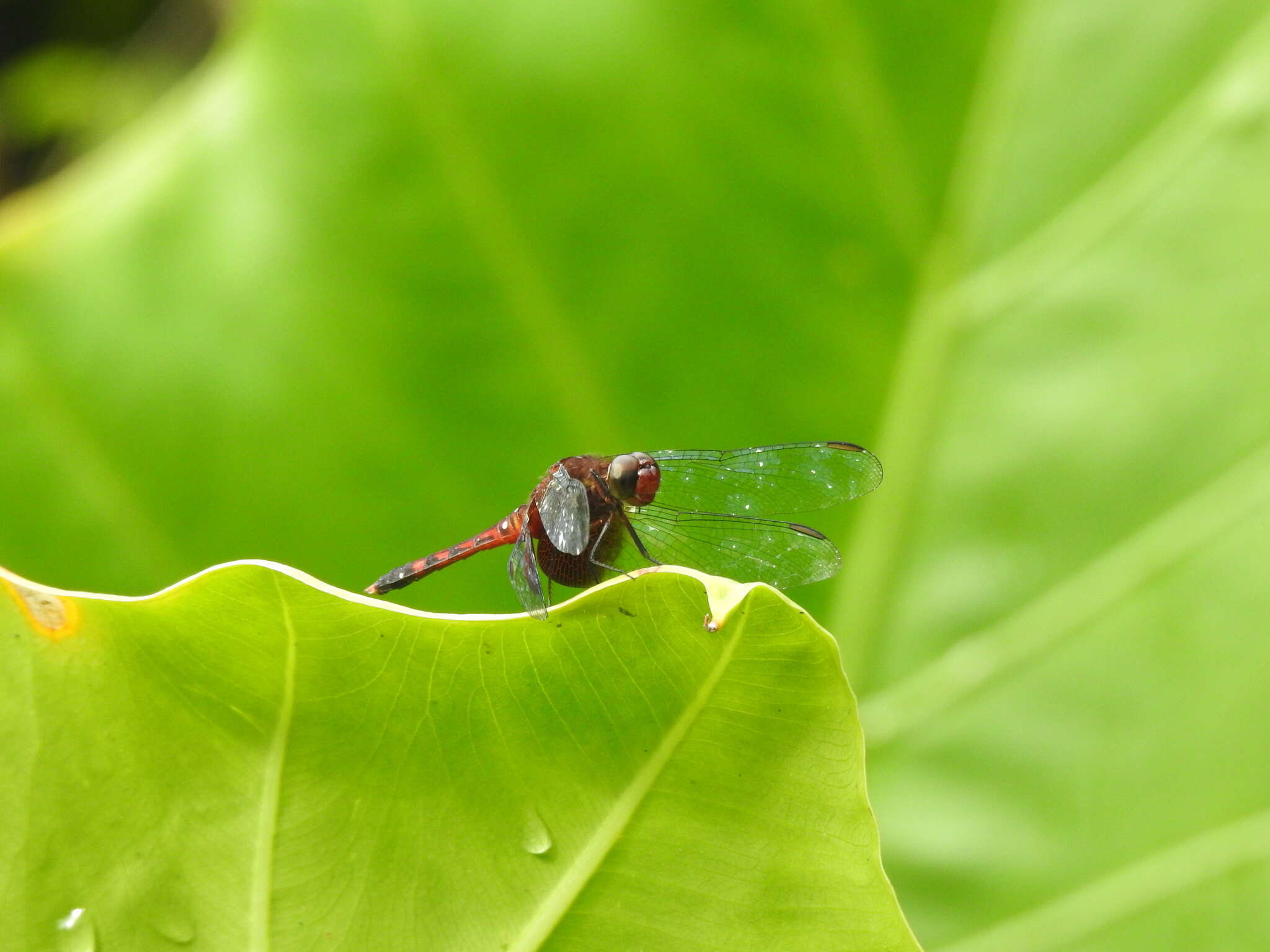 Image of Red-mantled Dragonlet