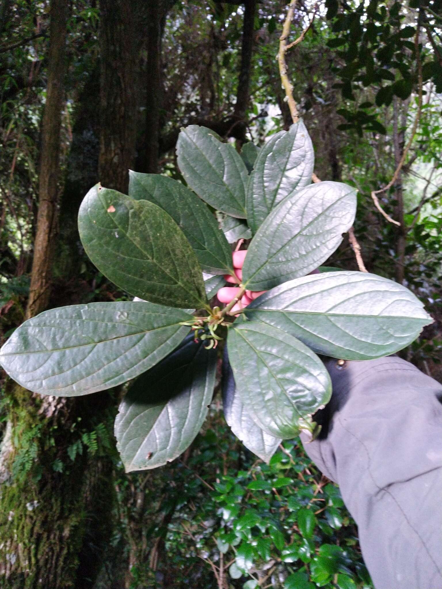Image de Styloceras laurifolium (Willd.) Kunth