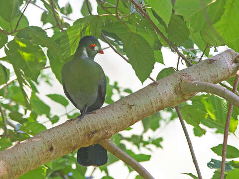 Image of White-cheeked Turaco