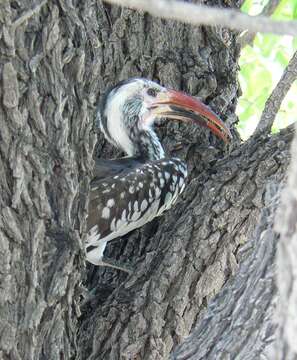 Image of Damara Hornbill