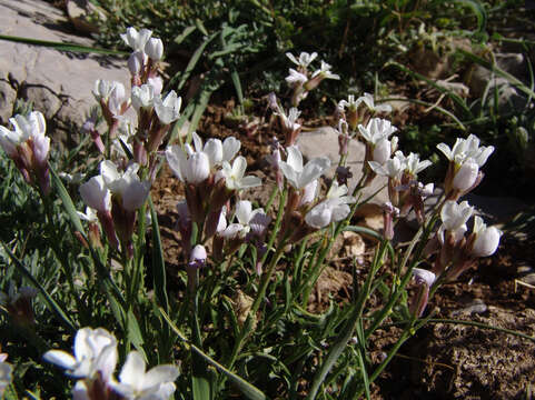 Image of Erysimum purpureum J. Gay