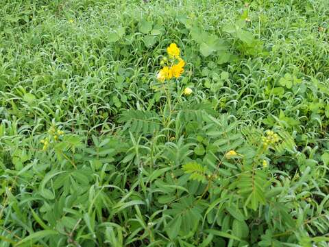 Plancia ëd Senna sophera (L.) Roxb.