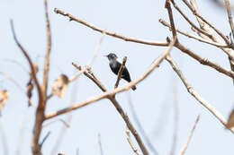 Image of White-fronted Black Chat