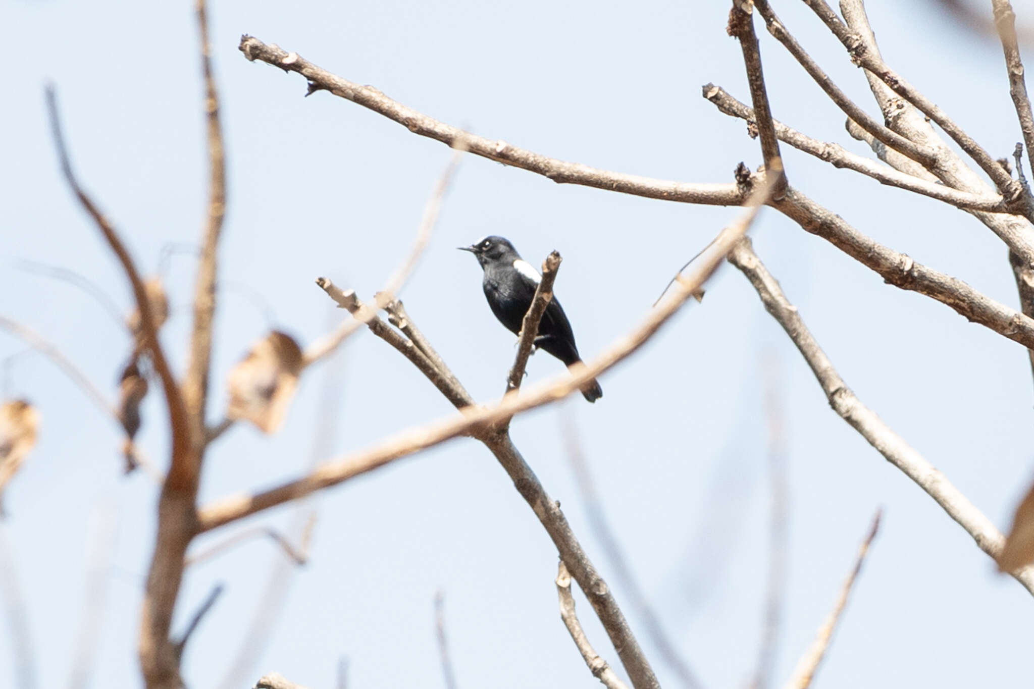 Image of White-fronted Black Chat