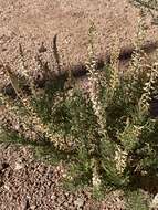 Reseda stenostachya Boiss.的圖片