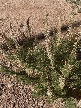 Image of Reseda stenostachya Boiss.