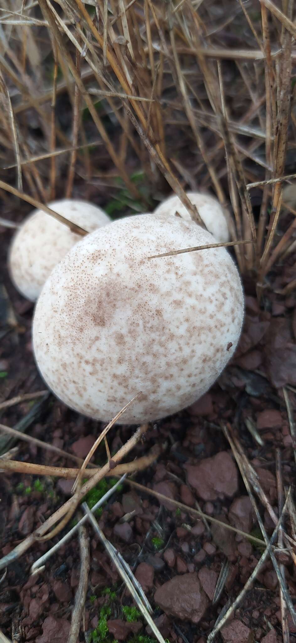 Image of Lycoperdon mammiforme Pers. 1801