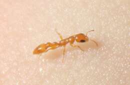 صورة Pseudomyrmex seminole Ward 1985