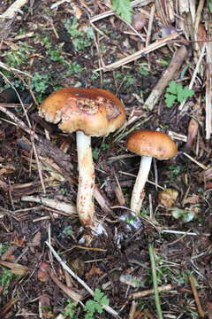 Image of Pholiota lubrica (Pers.) Singer 1951