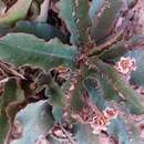 Image de Euphorbia primulifolia var. begardii Cremers