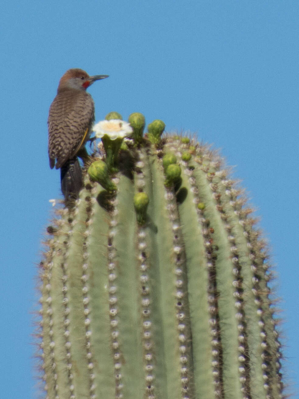 Image of Gilded Flicker