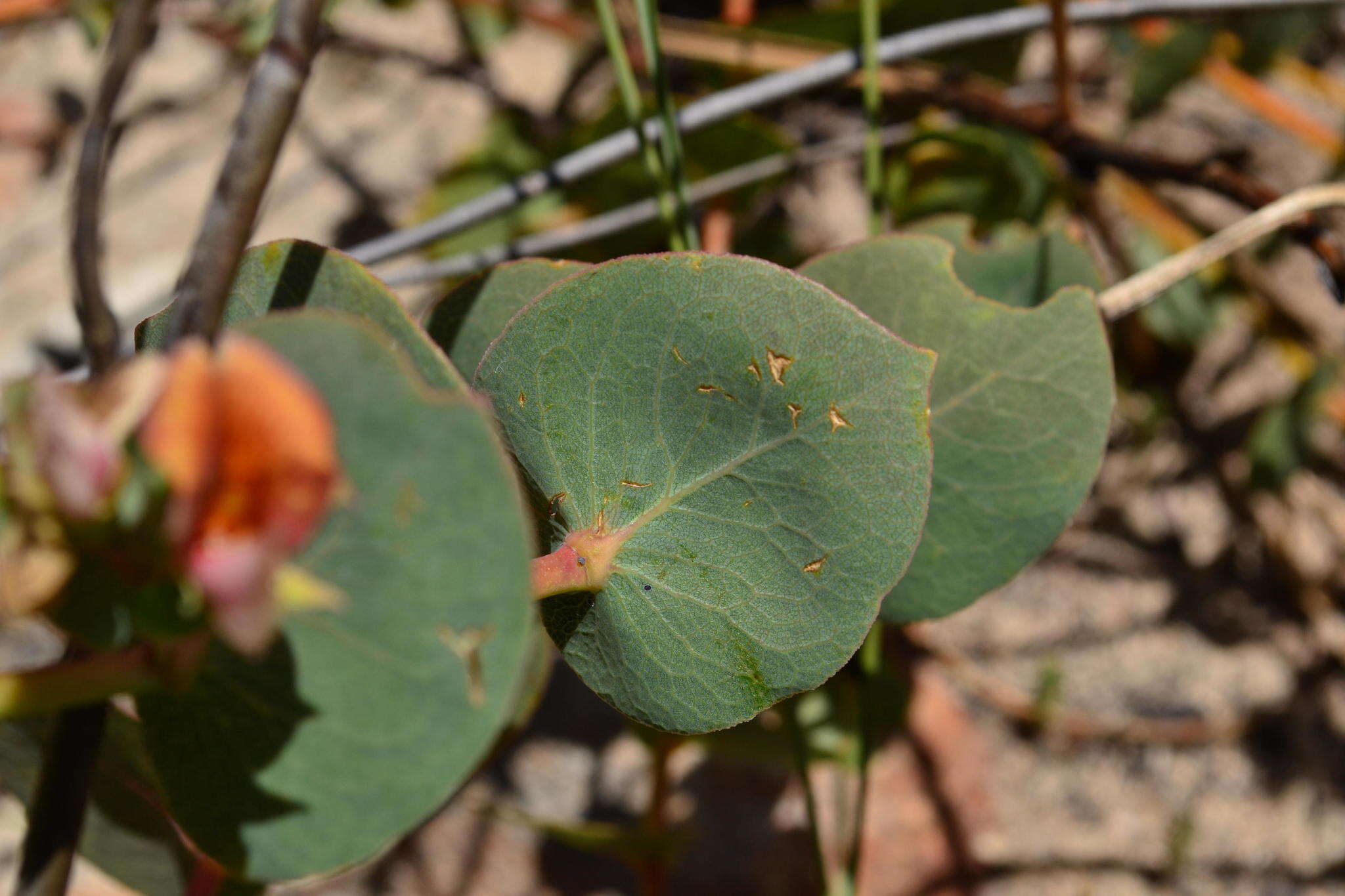 Image of <i>Rafnia acuminata</i>