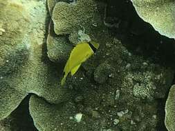 Image of Yellow Butterflyfish