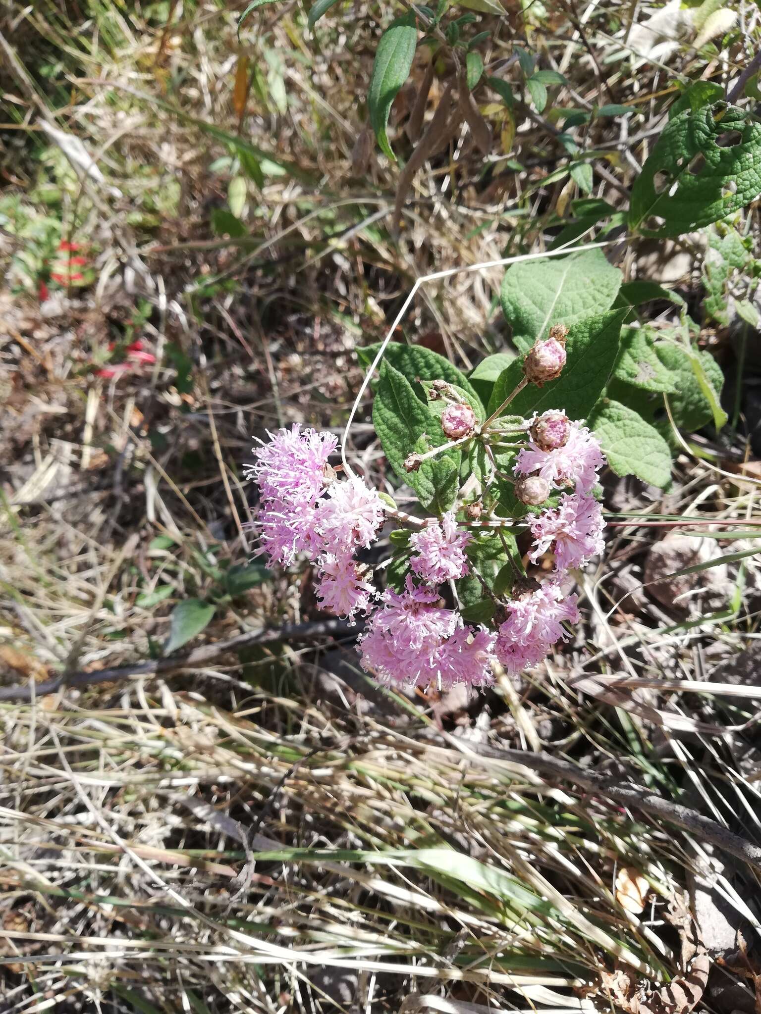 Image of Vernonia karvinskiana DC.