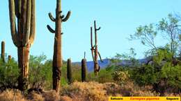 Image of saguaro