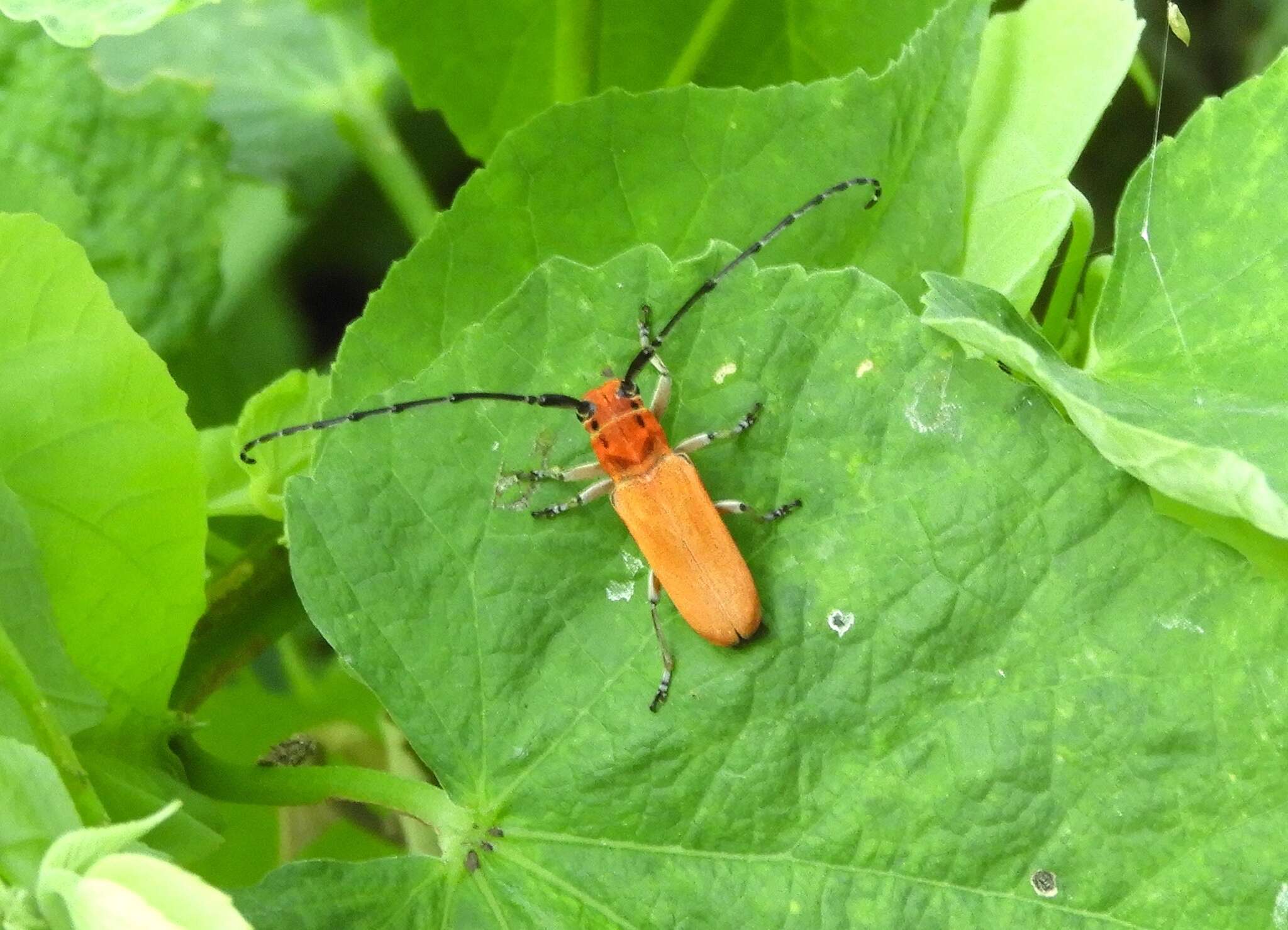 Image of Essostrutha