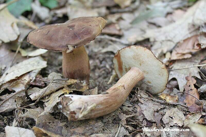 Imagem de Tylopilus badiceps (Peck) A. H. Sm. & Thiers 1971