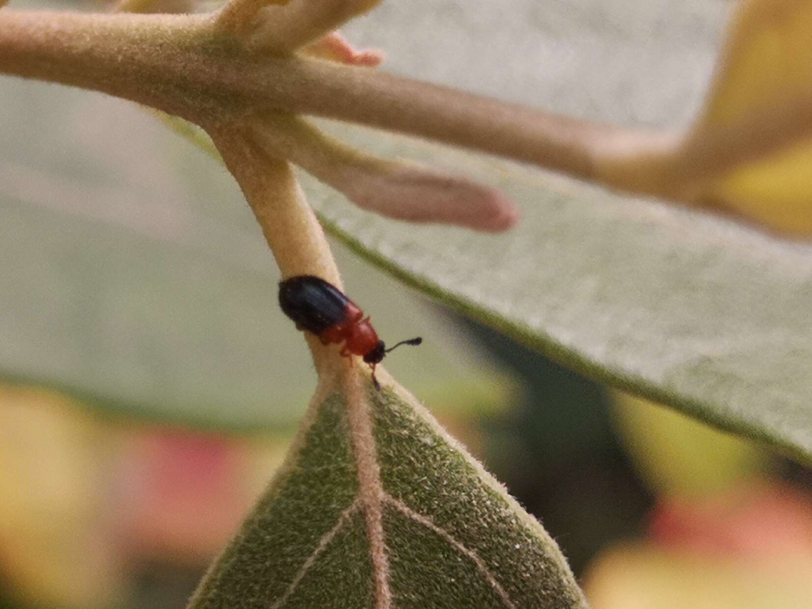 Image of Redshouldered ham beetle