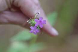 Imagem de Glandularia tampensis (Nash) Small