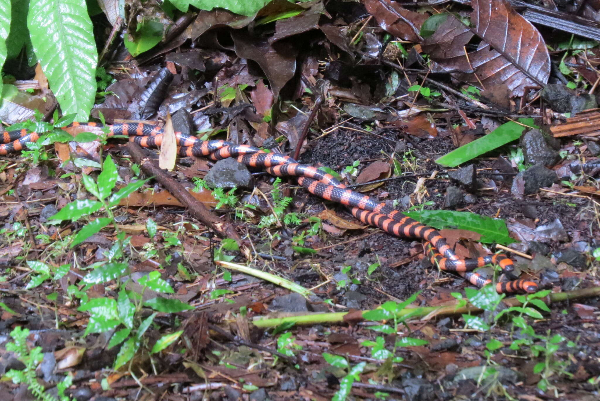 Imagem de Micrurus multifasciatus (Jan 1858)