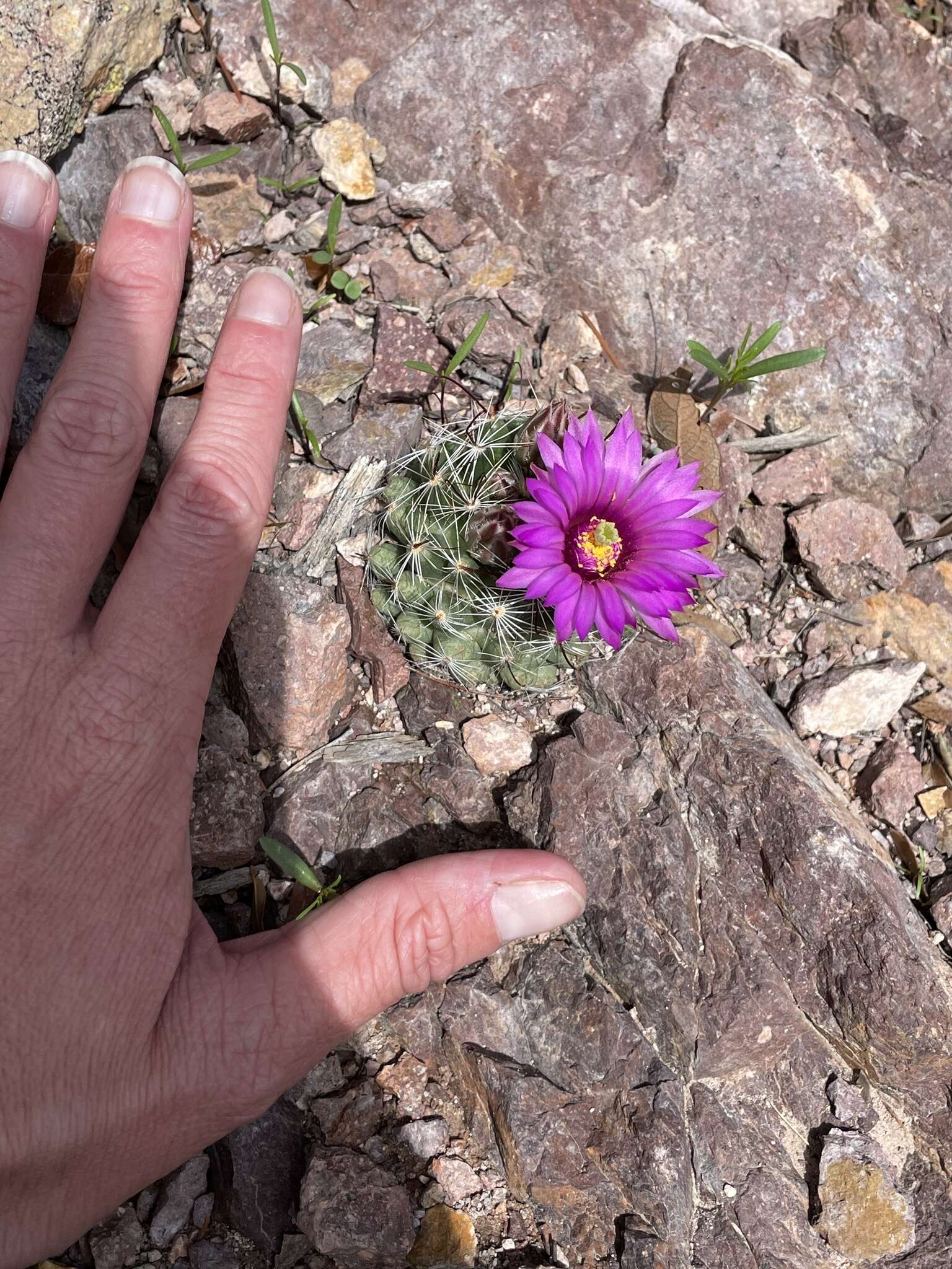 Image of Wright's Fishhook Cactus