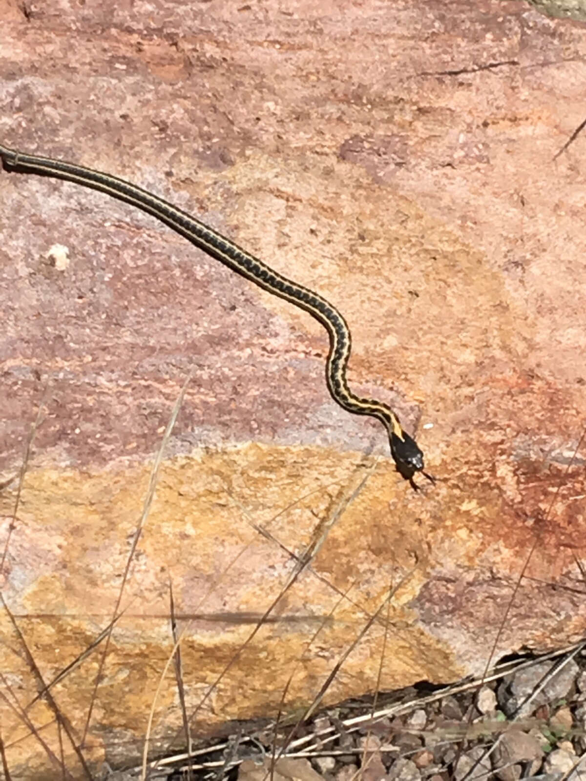 Image of Blackneck Garter Snake