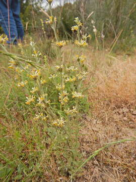 Image of Pimelea curviflora R. Br.