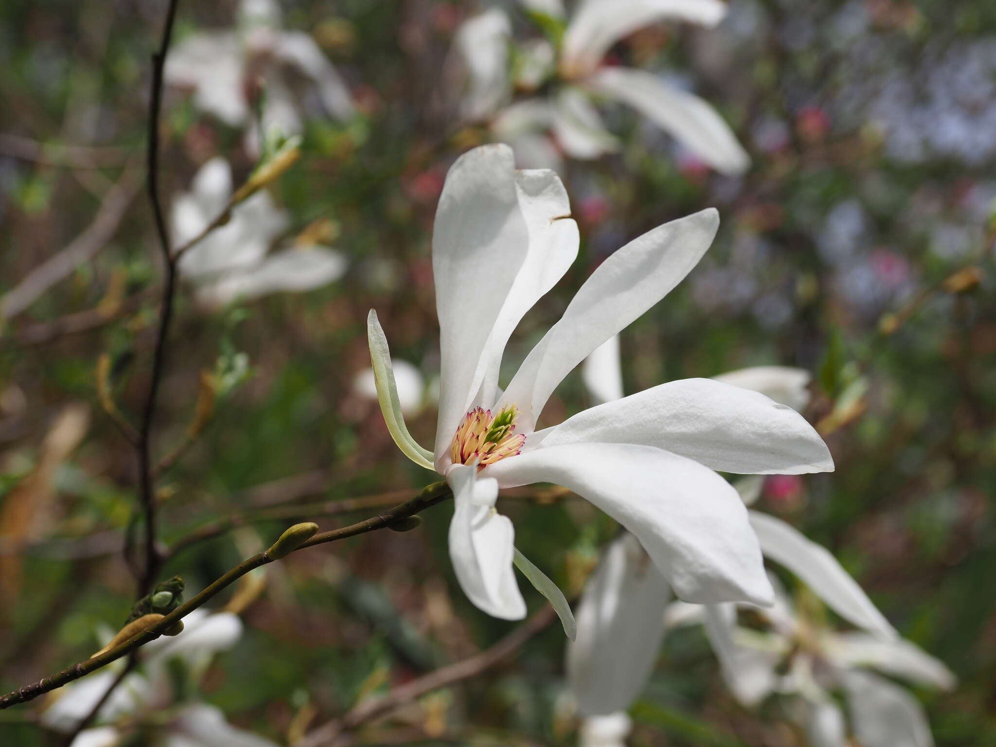 Imagem de Magnolia salicifolia (Siebold & Zucc.) Maxim.