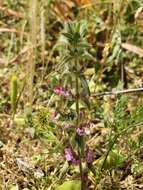 Sivun Sideritis romana subsp. purpurea (Talbot ex Benth.) Heywood kuva