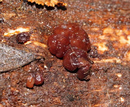 Image of Phaeotremella fimbriata (Pers.) Spirin & Malysheva