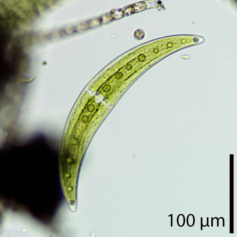 Image of Closterium moniliferum