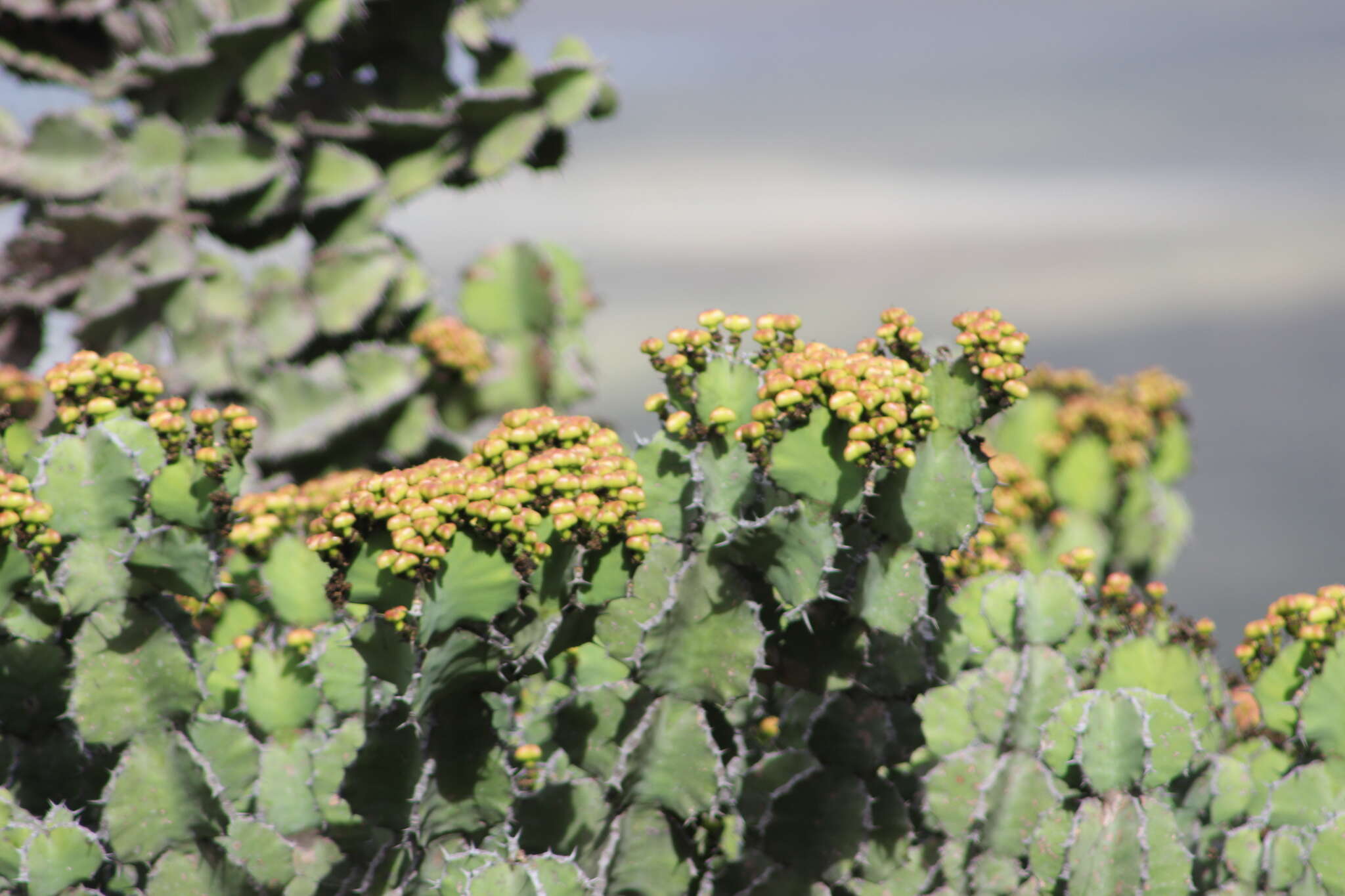 Image of Euphorbia bussei Pax