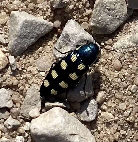 Image of eight-spotted Buprestis