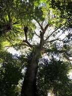 Image of Australian bird's-nest fern