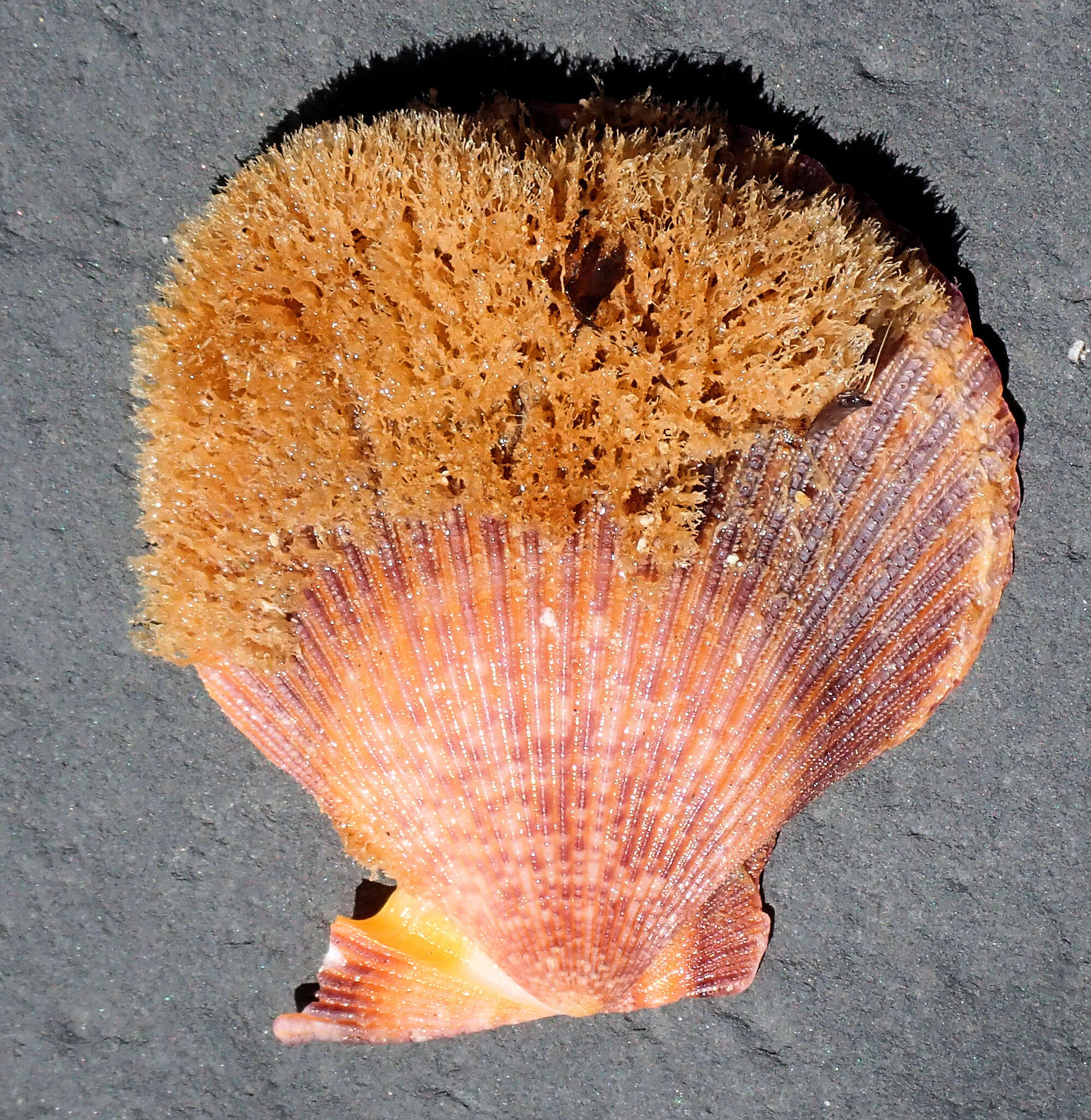 Image of austral scallop