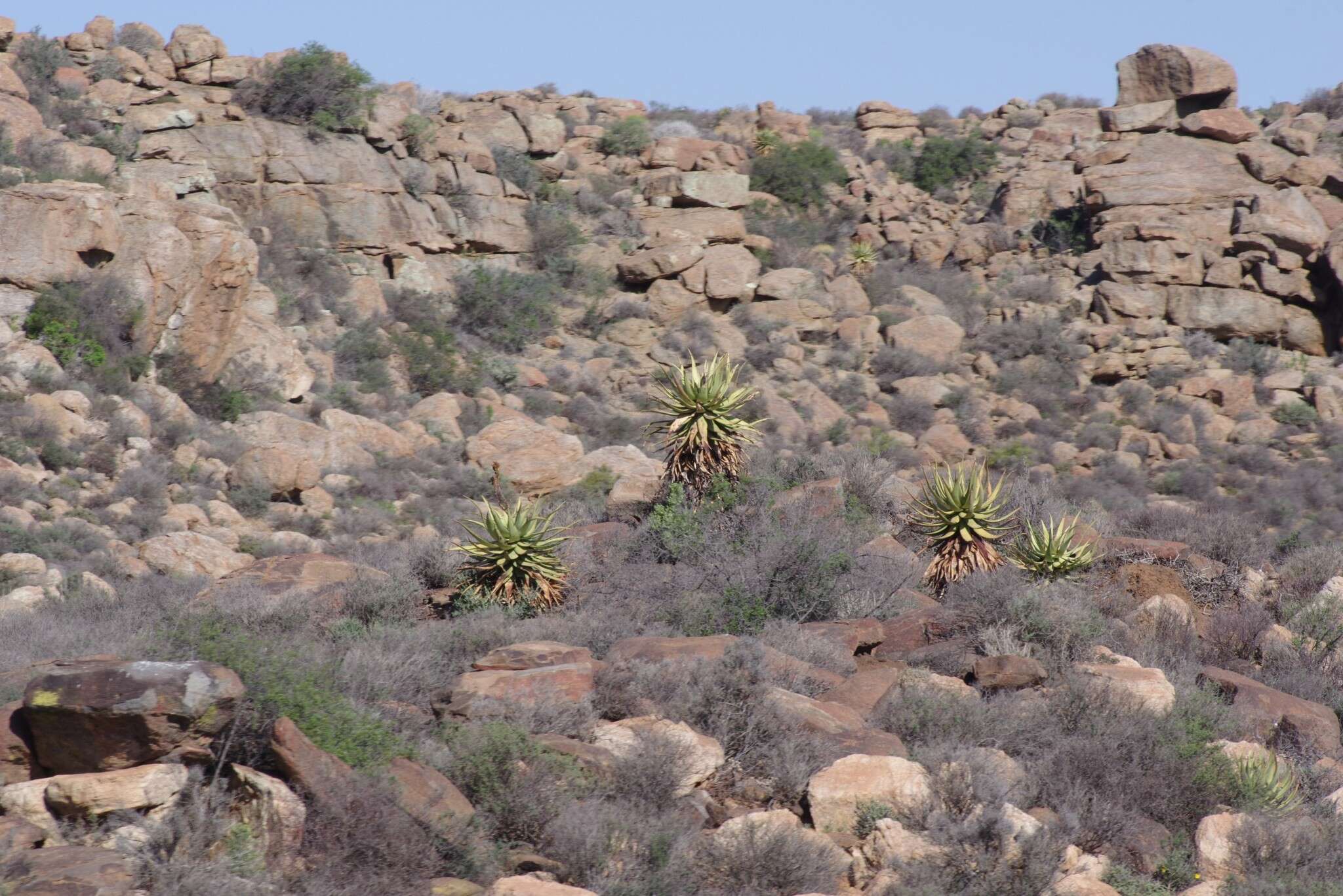 Image of Namaqua Aloe