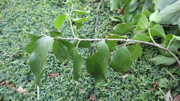 Image of Dendrophthoe curvata (Bl.) Bl.