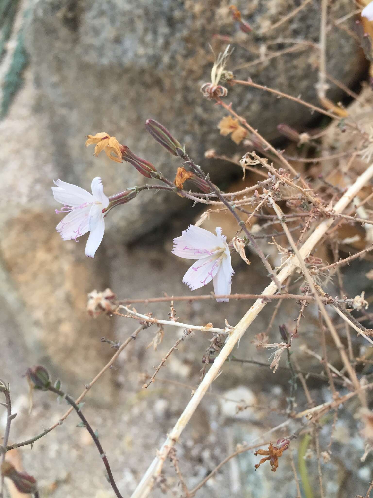 Sivun Stephanomeria exigua subsp. exigua kuva