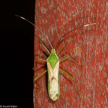 Image of Homoeocerus (Anacanthocoris) angulatus Westwood 1842