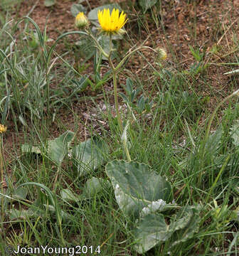 Image of Berkheya speciosa subsp. speciosa