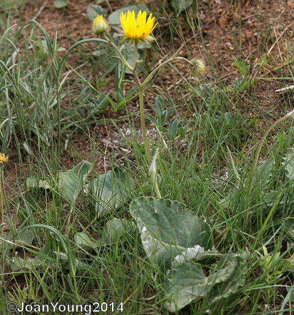 Image of Berkheya speciosa subsp. speciosa