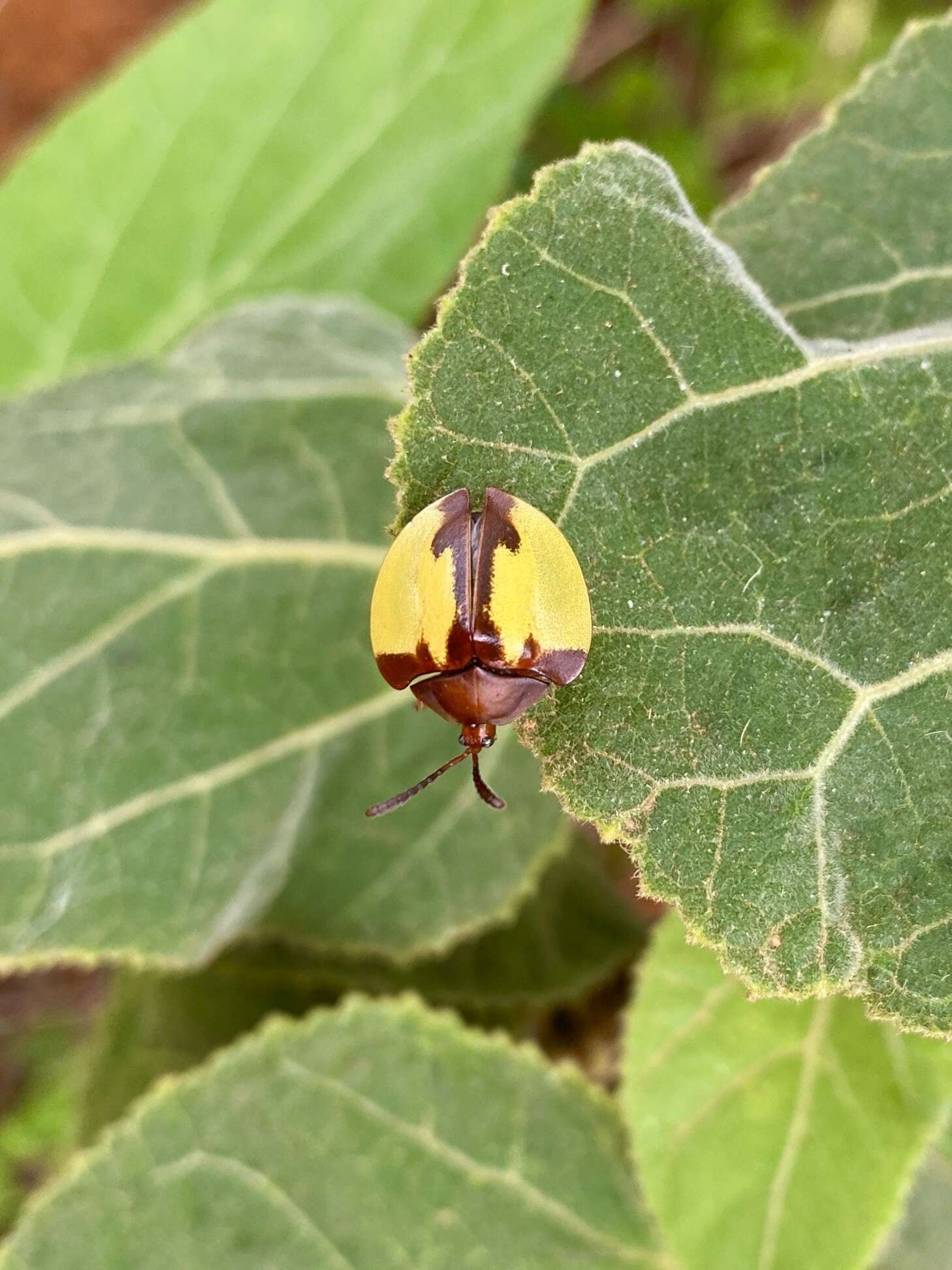 Paraselenis (Spaethiechoma) aulica (Boheman 1854) resmi