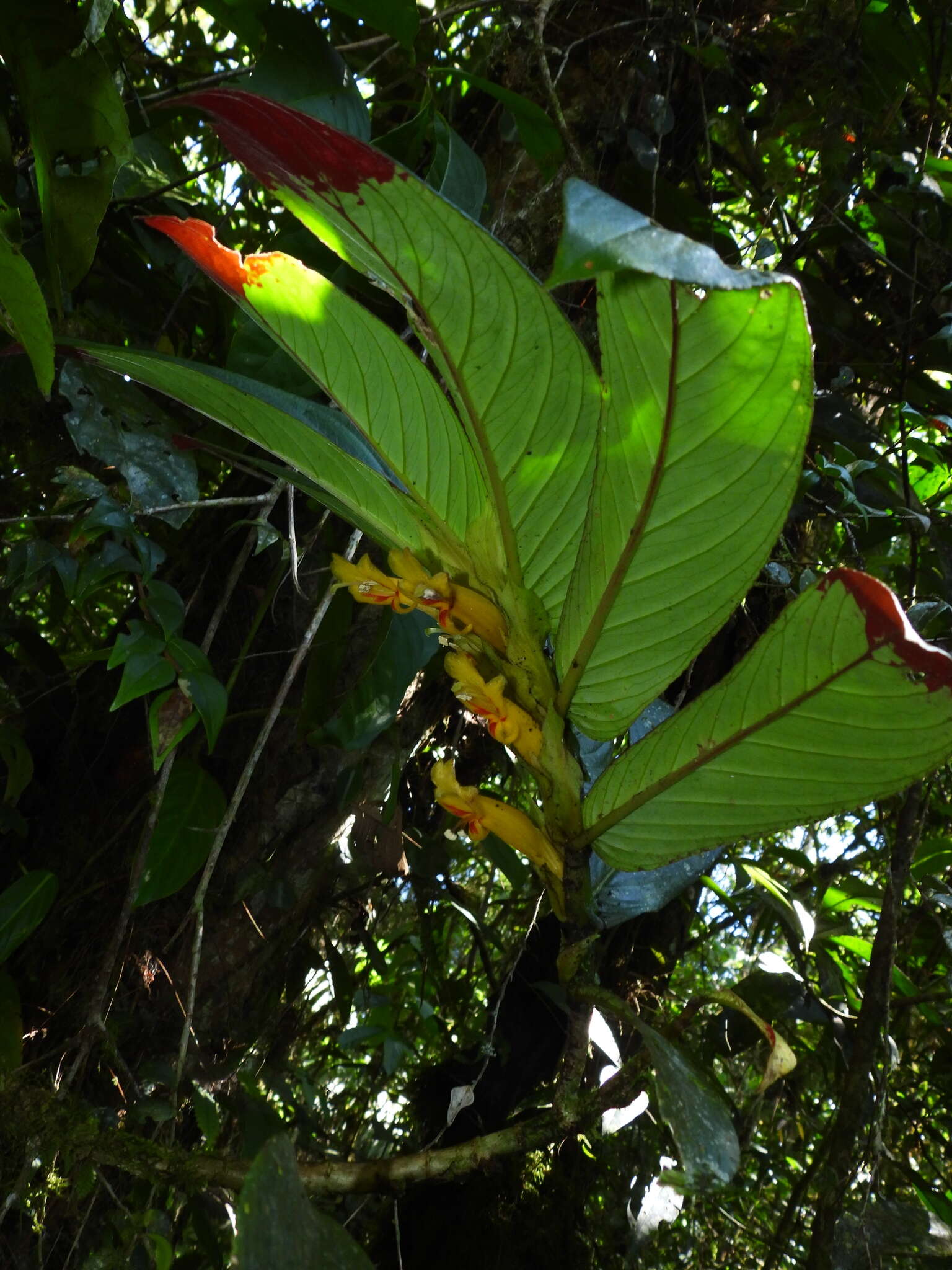 Image of Columnea ericae Mansf.