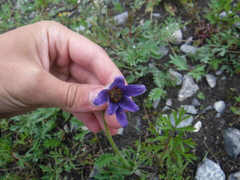 Imagem de Pulsatilla turczaninovii Krylov & Serg.