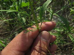 Image of Galium octonarium (Klokov) Pobed.