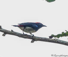 Image of Scarlet-backed Flowerpecker