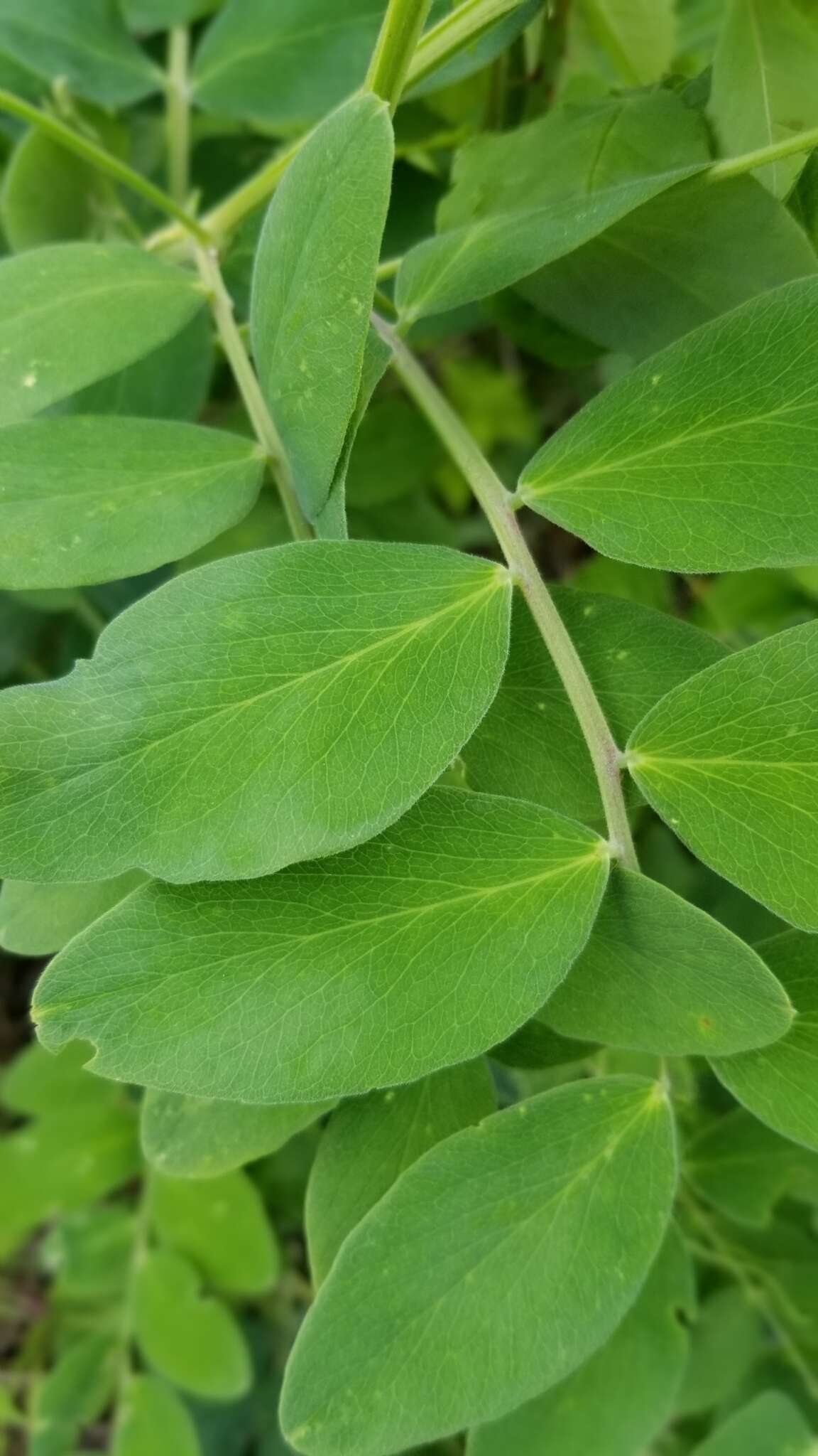 Imagem de Lathyrus venosus Willd.