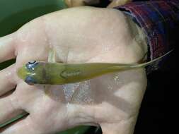 Image of Bagrid catfish