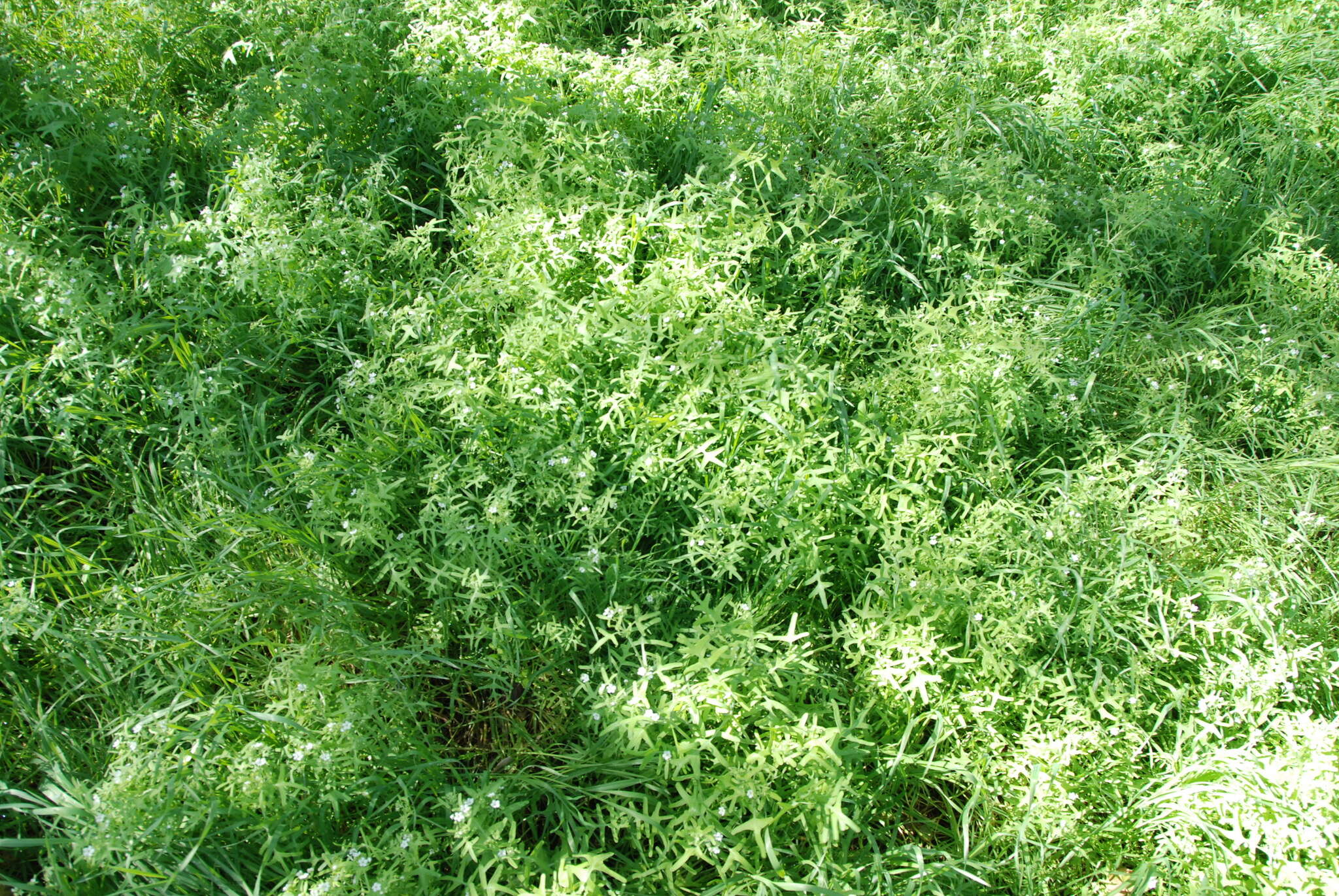 Image of white fiestaflower