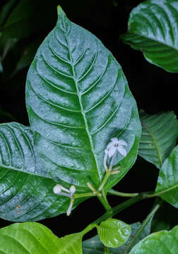 Image de Palicourea domingensis (Jacq.) DC.